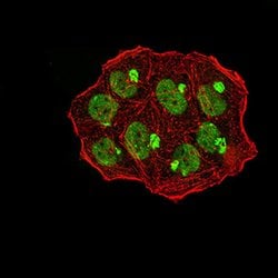 Invitrogen UHRF1 Monoclonal Antibody (1A1B1) 100 &mu;g; Unconjugated:Antibodies,