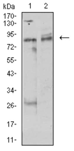 Invitrogen UHRF1 Monoclonal Antibody (1A1B1) 100 &mu;g; Unconjugated:Antibodies,