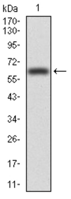 Invitrogen VAV2 Monoclonal Antibody (3F5D3) 100 &mu;g; Unconjugated:Antibodies,