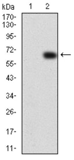 Invitrogen VAV2 Monoclonal Antibody (3F5D3) 100 &mu;g; Unconjugated:Antibodies,