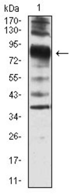 Invitrogen Villin Monoclonal Antibody (3E5G11) 100 &mu;g; Unconjugated:Antibodies,