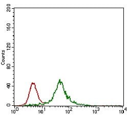 Invitrogen Rex1 Monoclonal Antibody (5E11A6) 100 &mu;g; Unconjugated:Antibodies,