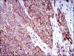 Invitrogen Rex1 Monoclonal Antibody (5E11A6) 100 &mu;g; Unconjugated:Antibodies,