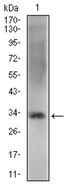 Invitrogen Rex1 Monoclonal Antibody (5E11A6) 100 &mu;g; Unconjugated:Antibodies,