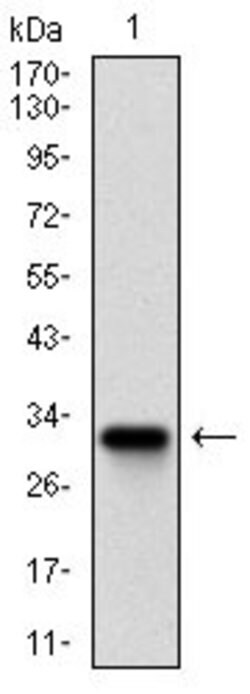 Invitrogen Rex1 Monoclonal Antibody (5E11A6) 100 &mu;g; Unconjugated:Antibodies,