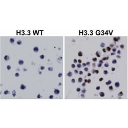 Invitrogen H3.3 G34V oncohistone mutant Recombinant Rabbit Monoclonal Antibody (RM307), ChIP-Verified 100 &mu;L | Buy Online | Invitrogen&trade; | Fisher Scientific