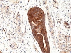 Invitrogen VEGF Recombinant Rabbit Monoclonal Antibody (RM391) 100 &mu;L;