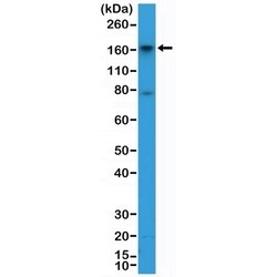 Invitrogen CD13 Recombinant Rabbit Monoclonal Antibody (RM403) 100 &mu;L;