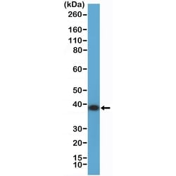 Invitrogen Annexin A1 Recombinant Rabbit Monoclonal Antibody (RM424) 100