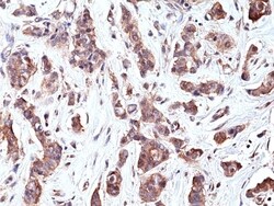 Invitrogen p70 S6 Kinase Recombinant Rabbit Monoclonal Antibody (RM438)