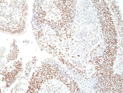 Invitrogen HDAC3 Recombinant Rabbit Monoclonal Antibody (RM439) 100 &mu;L;