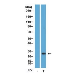 Invitrogen Caspase 8 (Cleaved Asp374) Recombinant Rabbit Monoclonal Antibody