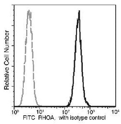 Invitrogen RhoA Recombinant Rabbit Monoclonal Antibody (036), FITC 100