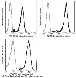 Invitrogen Glypican 3 Recombinant Rabbit Monoclonal Antibody (024), FITC 100 Tests | Buy Online | Invitrogen&trade; | Fisher Scientific