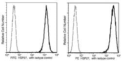 Invitrogen HSP27 Recombinant Rabbit Monoclonal Antibody (155), PE 100 Tests;