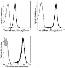 Invitrogen LIMP2 Recombinant Rabbit Monoclonal Antibody (052), FITC 100