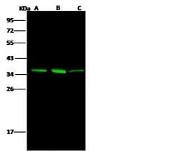 Invitrogen AKR1B1 Recombinant Rabbit Monoclonal Antibody (109) 100 &mu;L;