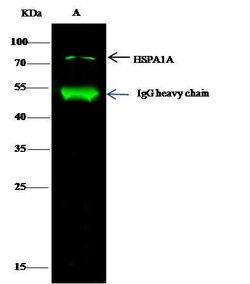 Invitrogen HSP70 Recombinant Rabbit Monoclonal Antibody (001) 100 &mu;L | Buy Online | Invitrogen&trade; | Fisher Scientific