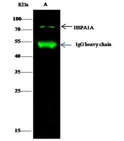 Invitrogen HSP70 Recombinant Rabbit Monoclonal Antibody (001) 100 &mu;L | Buy Online | Invitrogen&trade; | Fisher Scientific