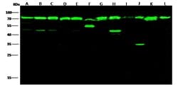 Invitrogen HSP70 Recombinant Rabbit Monoclonal Antibody (001) 100 &mu;L | Buy Online | Invitrogen&trade; | Fisher Scientific
