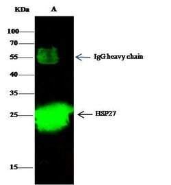 Invitrogen HSP27 Recombinant Rabbit Monoclonal Antibody (017) 100 &mu;L;