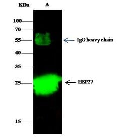 Invitrogen HSP27 Recombinant Rabbit Monoclonal Antibody (017) 100 &mu;L;
