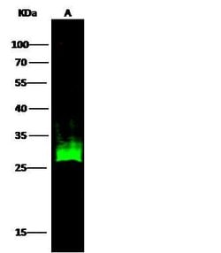 Invitrogen HSP27 Recombinant Rabbit Monoclonal Antibody (017) 100 &mu;L;