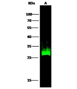 Invitrogen HSP27 Recombinant Rabbit Monoclonal Antibody (017) 100 &mu;L;