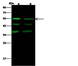 Invitrogen JNK2 Recombinant Rabbit Monoclonal Antibody (004) 100 &mu;L;
