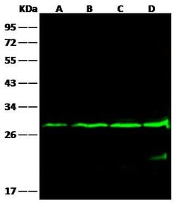 Invitrogen Bcl-2 Monoclonal Antibody (09) 100 &mu;L; Unconjugated:Antibodies,