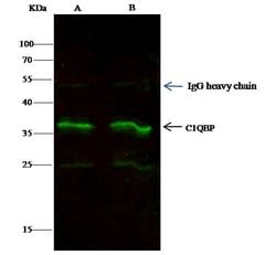 Invitrogen C1QBP Monoclonal Antibody (04) 100 &mu;L; Unconjugated:Antibodies,