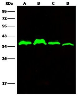 Invitrogen C1QBP Monoclonal Antibody (04) 100 &mu;L; Unconjugated:Antibodies,