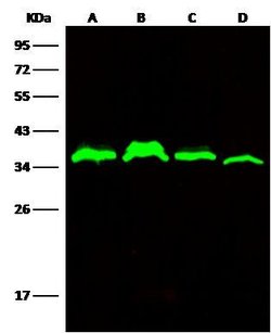 Invitrogen C1QBP Monoclonal Antibody (04) 100 &mu;L; Unconjugated:Antibodies,