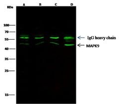 Invitrogen JNK2 Monoclonal Antibody (3C3C12E5) 100 &mu;L | Buy Online | Invitrogen&trade; | Fisher Scientific