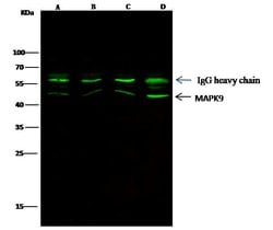 Invitrogen JNK2 Monoclonal Antibody (3C3C12E5) 100 &mu;L | Buy Online | Invitrogen&trade; | Fisher Scientific