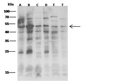 Invitrogen JNK2 Monoclonal Antibody (3C3C12E5) 100 &mu;L | Buy Online | Invitrogen&trade; | Fisher Scientific