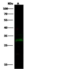 Invitrogen PRTFDC1 Monoclonal Antibody (07) 100 &mu;L | Buy Online | Invitrogen&trade; | Fisher Scientific
