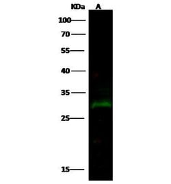 Invitrogen PRTFDC1 Monoclonal Antibody (07) 100 &mu;L | Buy Online | Invitrogen&trade; | Fisher Scientific