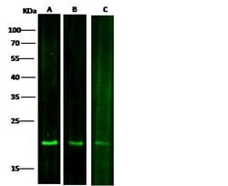 Invitrogen SOD1 Monoclonal Antibody (11) 100 &mu;L; Unconjugated:Antibodies,