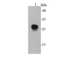 Invitrogen E tag Monoclonal Antibody (B2-E2) 100 &mu;L; Unconjugated:Antibodies,