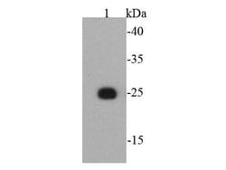 Invitrogen&trade;&nbsp;T7 tag Monoclonal Antibody (4-C2)