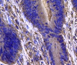 Invitrogen IDH1 Monoclonal Antibody (A11-B4) 100 &mu;L | Buy Online | Invitrogen&trade; | Fisher Scientific