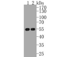 Invitrogen p53 Recombinant Rabbit Monoclonal Antibody (SA39-07) 100 &mu;L;