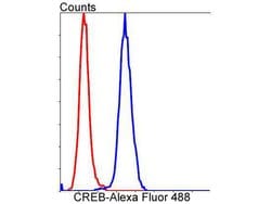 Invitrogen CREB Recombinant Rabbit Monoclonal Antibody (SA04-04) 100 &mu;L;