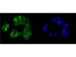 Invitrogen CREB Recombinant Rabbit Monoclonal Antibody (SA04-04) 100 &mu;L;