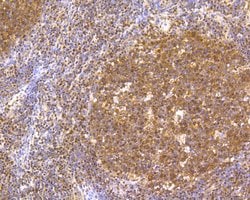 Invitrogen CREB Recombinant Rabbit Monoclonal Antibody (SA04-04) 100 &mu;L;