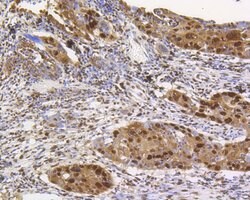 Invitrogen CREB Recombinant Rabbit Monoclonal Antibody (SA04-04) 100 &mu;L;