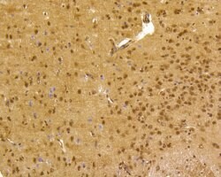 Invitrogen CREB Recombinant Rabbit Monoclonal Antibody (SA04-04) 100 &mu;L;
