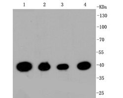 Invitrogen CREB Recombinant Rabbit Monoclonal Antibody (SA04-04) 100 &mu;L;