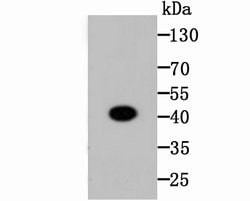 Invitrogen CREB Recombinant Rabbit Monoclonal Antibody (SA04-04) 100 &mu;L;